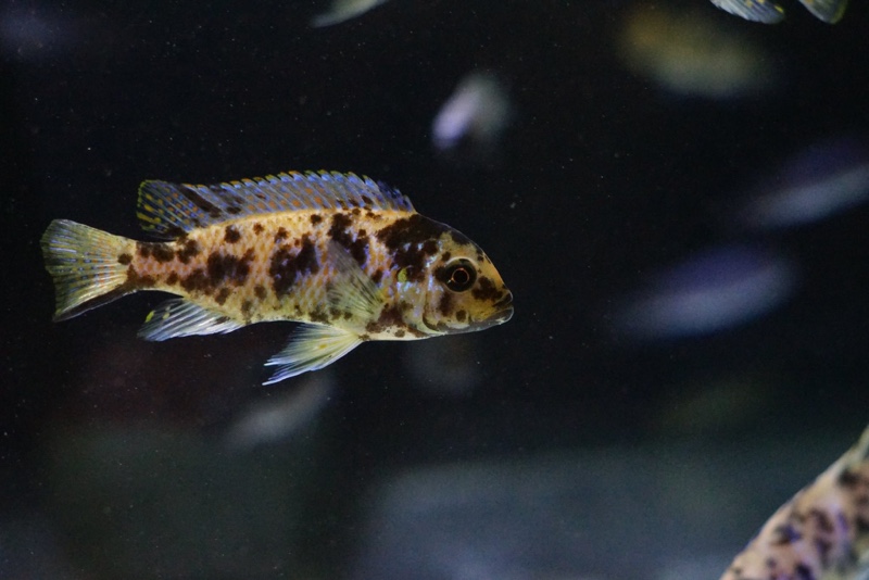 Maylandia zebra 'Chiteko'